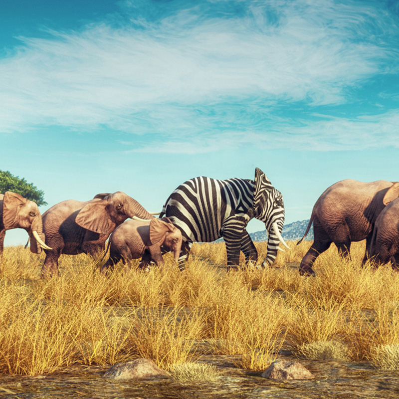 ray-uniqueness-elephant
