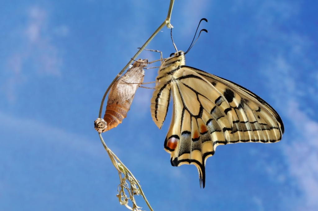 Butterfly coming out of it's cocoon representing change