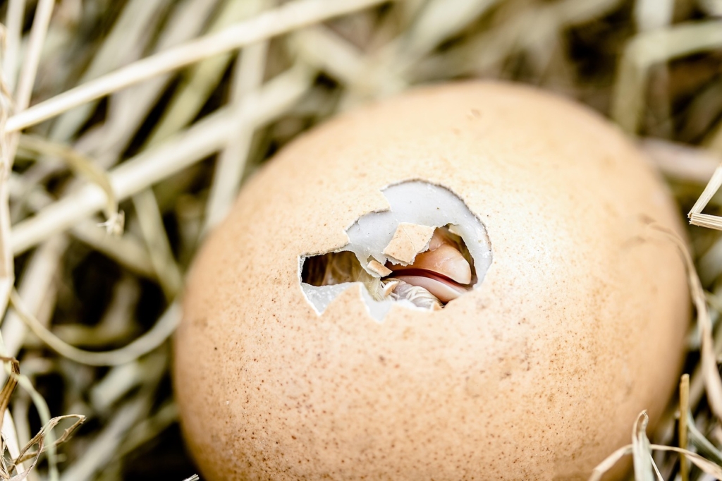 Chick beak coming out of an egg showing birth