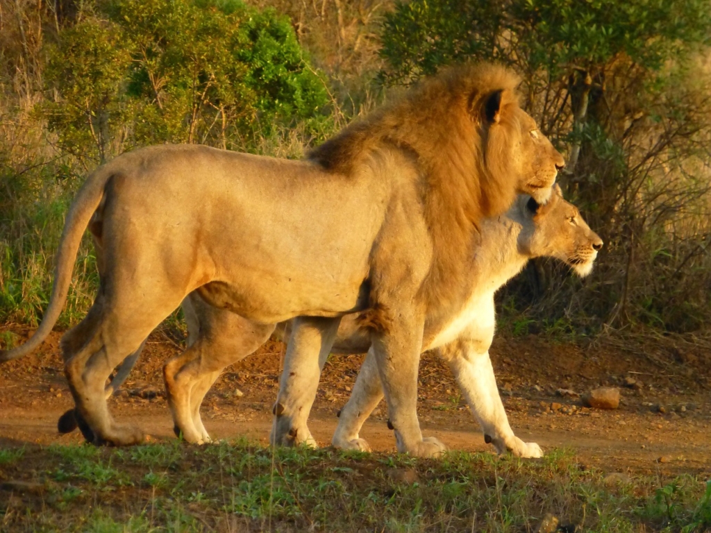 Lions walking together