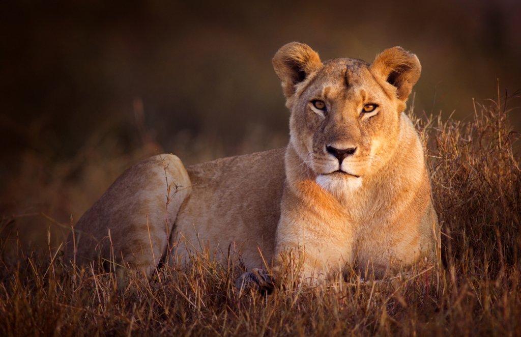 A lioness staring right at the viewer