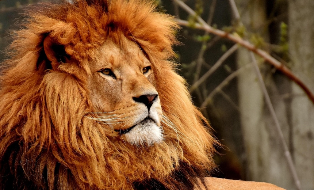 A strong lion