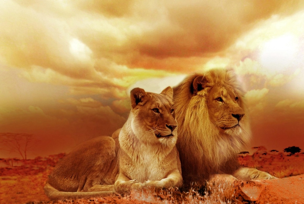 Lions sat togehrer at sunset