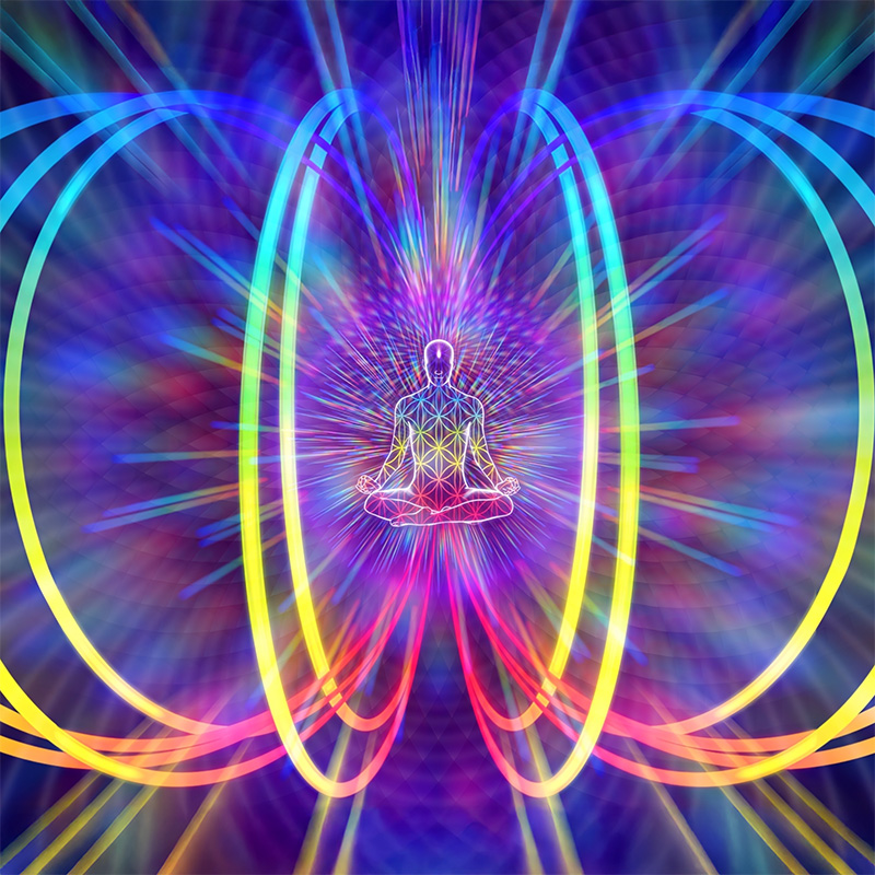 Lotus light flower representing the program